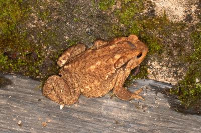 Crapaud épineux 