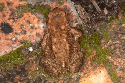 Crapaud épineux 