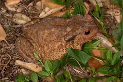Bufo spinosus