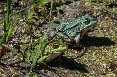 Grenouille verte 