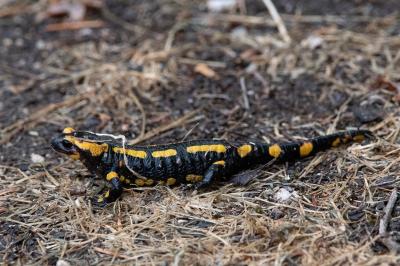 Salamandre tachetée 