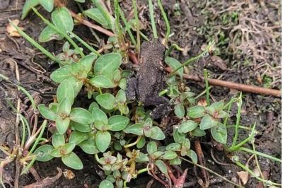 Crapaud épineux 