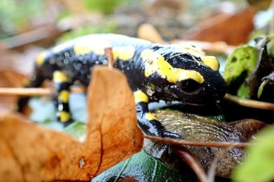 Salamandre tachetée 
