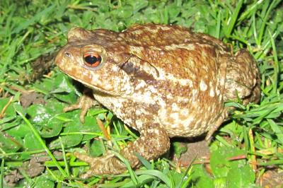 Bufo bufo