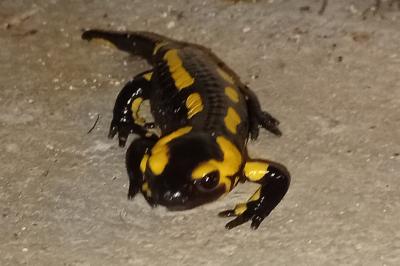 Salamandre tachetée 
