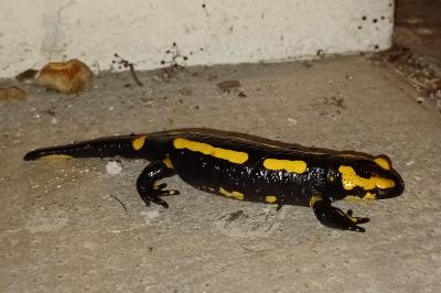 Salamandre tachetée 