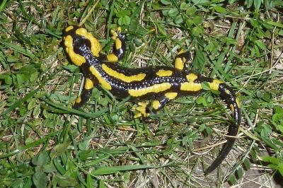 Salamandre tachetée 