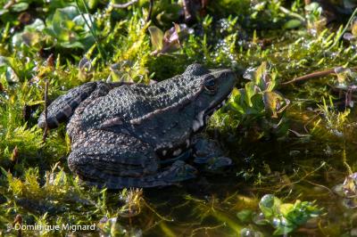 Grenouille verte 