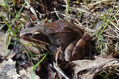 Rana dalmatina