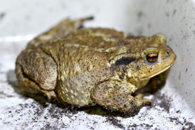 Crapaud épineux 