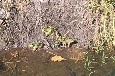Grenouille verte 