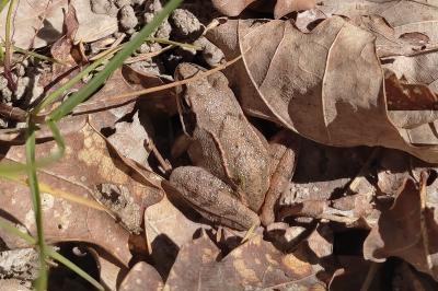 Grenouille agile 