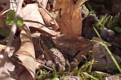 Grenouille verte 