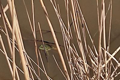 Grenouille verte 