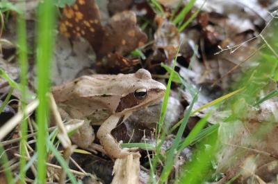 Grenouille agile 