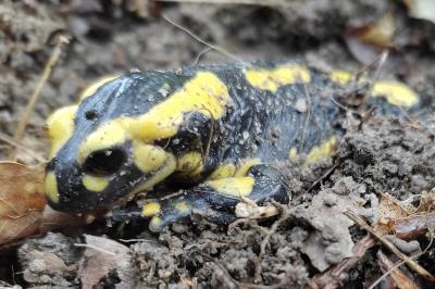 Salamandre tachetée 