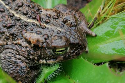 Crapaud calamite 