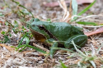 Hyla arborea