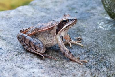 Grenouille agile 