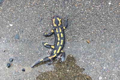 Salamandra salamandra