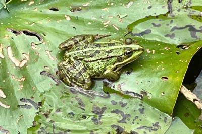 Grenouille verte 