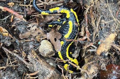 Salamandre tachetée 