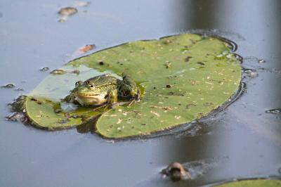 Grenouille verte 