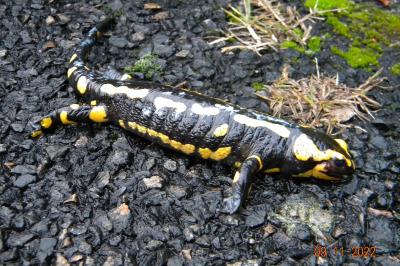 Salamandre tachetée 