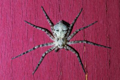 <i>Philodromus margaritatus</i>