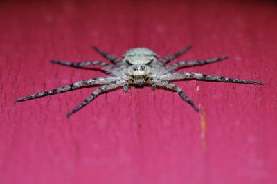 <i>Philodromus margaritatus</i>