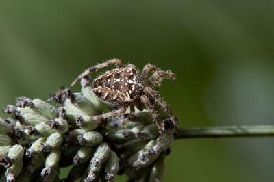 <i>Araneus diadematus</i>