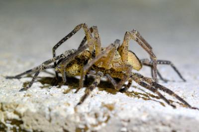 <i>Zoropsis spinimana</i>