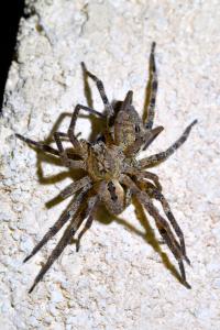 <i>Zoropsis spinimana</i>