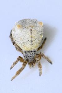 <i>Hyptiotes</i>
