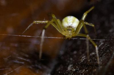 <i>Enoplognatha</i>