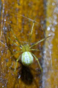 <i>Enoplognatha</i>
