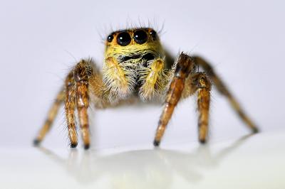 <i>Carrhotus xanthogramma</i>