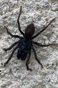 <i>Atypus</i>