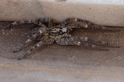 <i>Zoropsis spinimana</i>