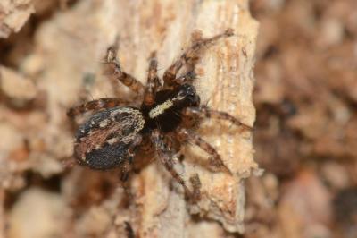 <i>Textrix denticulata</i>