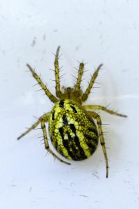 <i>Mangora acalypha</i>