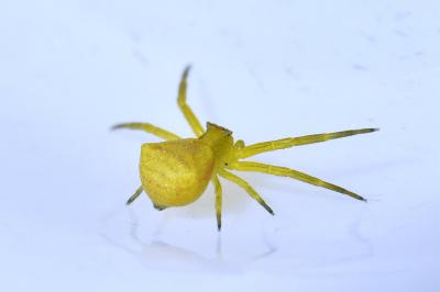 <i>Thomisus onustus</i>