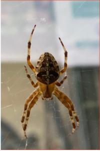 <i>Araneus diadematus</i>
