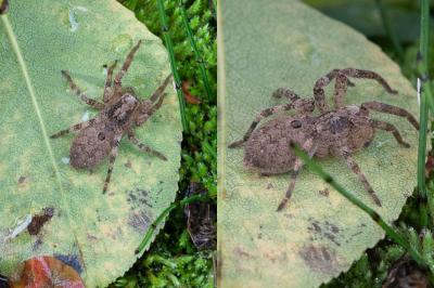 <i>Zoropsis spinimana</i>