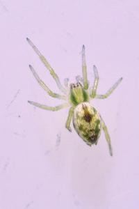 <i>Nigma puella</i>