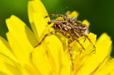<i>Oxyopes</i>