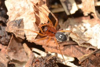 <i>Pachygnatha listeri</i>