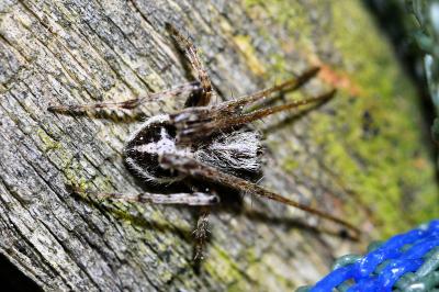 <i>Agalenatea redii</i>
