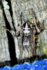 <i>Agalenatea redii</i>