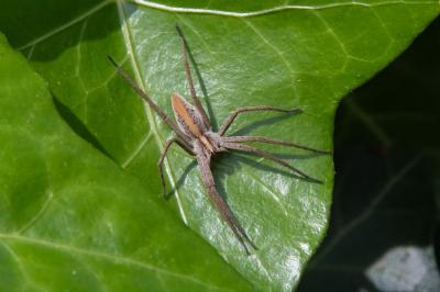 Pisaura mirabilis